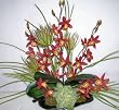 Orchid and Succulent Arrangement on Design Tray