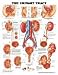 Book The Urinary Tract (Teach & Learn)