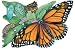 Metamorphosis of a Butterfly Floor Puzzle by School Specialty Publishing