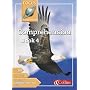 Comprehension: Bk. 4 (Focus on Comprehension S)