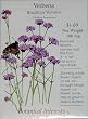 Verbena Brazilian Vervain Heirloom Seeds 175 Seeds