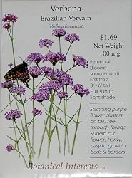 Verbena Brazilian Vervain Heirloom Seeds 175 Seeds