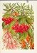 Clematis Vitalba Fruit Flower Plant Shrub Color Print
