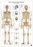 Anatomie-Lerntafel. Das menschliche Skelett