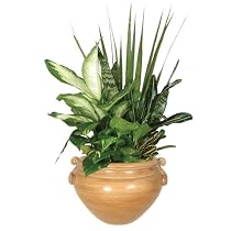 Live Plant - Sparta Ash 4 Inches - with Dish garden