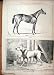 1880 Tarquin Prize Bull-Terrier Horse Isonomy Old Print
