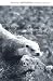 Book Behaviour and Ecology of Riparian Mammals (Symposia of the Zoological Society of London)