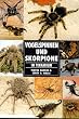 Vogelspinnen und Skorpione im Terrarium