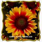 1 Oz Blanket Flower (Gaillardia aristata) Bulk Wildflower Seeds