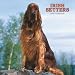 Irish Setters 2007 Calendar