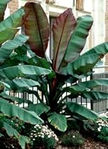 Giant Red Abyssinian Banana 10 Seeds -Musa- Ensete-HUGE