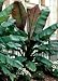 Giant Red Abyssinian Banana 10 Seeds -Musa- Ensete-HUGE