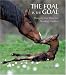 The Foal Is the Goal: Managing Your Mare and Handling a Stallion