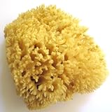Natural Wool Sea Sponge - Luxurious, Traditional & most popular - 5" Dia