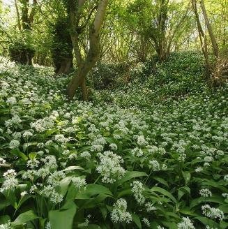 Nuts n' Cones Wildflower - Ramsons, Wild Garlic - 400 Seeds Nuts n' Cones Wildflower - Ramsons, Wild Garlic - 400 Seeds