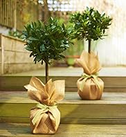 Pair of Bay Trees