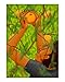 Harvesting oranges Emerging Artists Photographic Poster Print by Joao Werner, 16x20