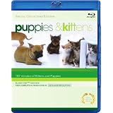 Puppies & Kittens [Blu-ray]by Timm Hogerzeil