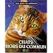 Chats hors du commun