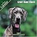Great Dane (Euro) 2007 Wall Calendar