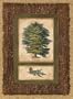Chestnut Poster Print