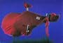 Cyclone USA Mountain Bike Cover, Scarlet, Large