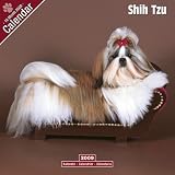 2009 Shih Tzu Wall Calendar