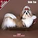 shih tzu - 2009 Shih Tzu Wall Calendar