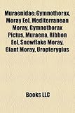 Muraenidae: Gymnothorax, Moray Eel, Mediterranean Moray, Gymnothorax Pictus, Muraena, Ribbon Eel, Snowflake Moray, Giant Moray, Ur-