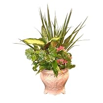 Live Plant - Pink Garden Vase 4 Inches - with Dish Garden