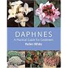 Daphnes: A Practical Guide for Gardeners