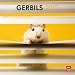 Gerbils 2012 Square 12X12 Wall Calendar