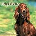 Irish Setters 2010 Wall Calendar