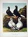 1874 Pigeon Black Capuchins Damascenes Birds Ludlow