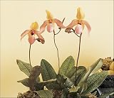 Lady's Slipper Orchid