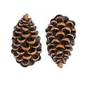 Pinecone Lodge Drawer Pulls 2 pk.