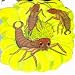 Pocket Earwig (Pocket Pals)