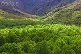 Wallmonkeys Peel and Stick Wall Decals - New Spring Tree Foliage on Side of Mt Leconte, Great Smoky Mountains National Park, Tennessee. - 48