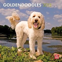 Goldendoodles 2013 Wall Calendar 12" X 12"