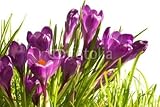 Wallmonkeys Peel and Stick Wall Decals - Group of Early Spring Crocuses in Grass - 72