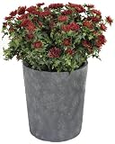 Potted Mini Chrysanthemum