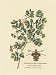 Archbishop of York Botanical - Georg Dionysius Ehret Art Print Poster 15 x 20