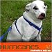Miami Hurricanes Orange Dog Harness