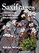 Saxifrages: The Definitive Guide to 2000 Species, Hybrids & Cultivars