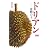 カラー版 ドリアン―果物の王 (中公新書)