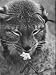 Lynx at Zoo, Tranquilized by Librium, a New drug Photographic Poster Print by Grey Vi...