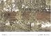 Books : Tree: A New Vision of the American Forest