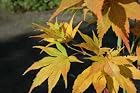 Acer Palmatum Ijima sunago - Japanese Maple Tree - Pot Size #1 Gal.