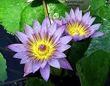 Indian Water Lily Nymphaea 10 Seeds