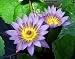 Indian Water Lily Nymphaea 10 Seeds